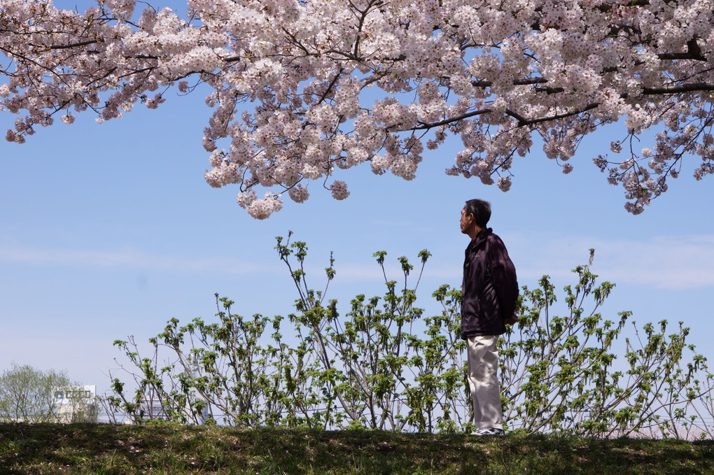 桜道・それぞれの花見