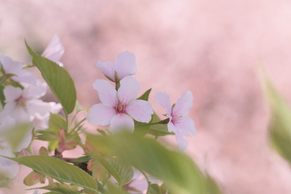 『chelseaさんと桜を楽しむイベント』に参加♪