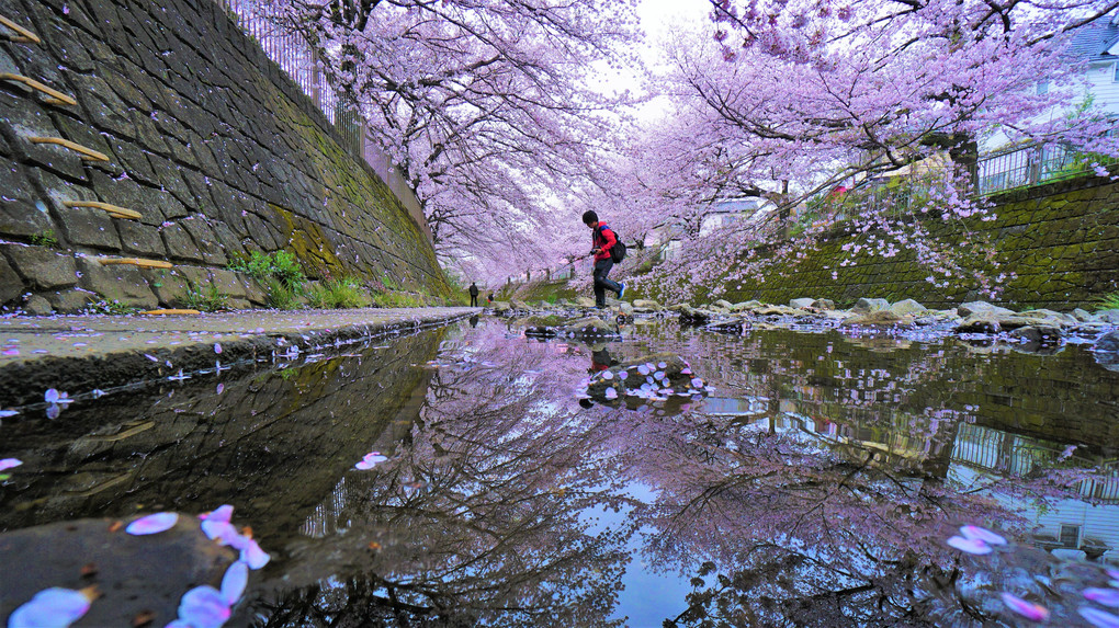 桜色に染まる川♪