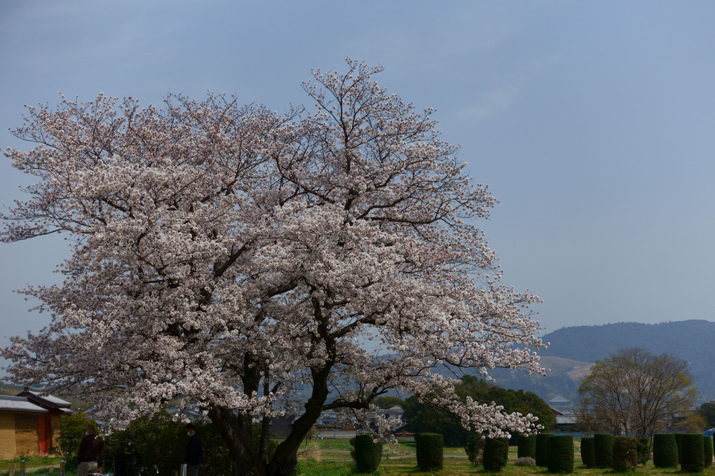 身近な桜
