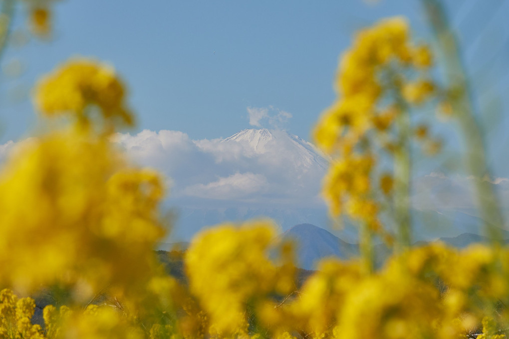 雲と花の海に浮かぶ富士山頂