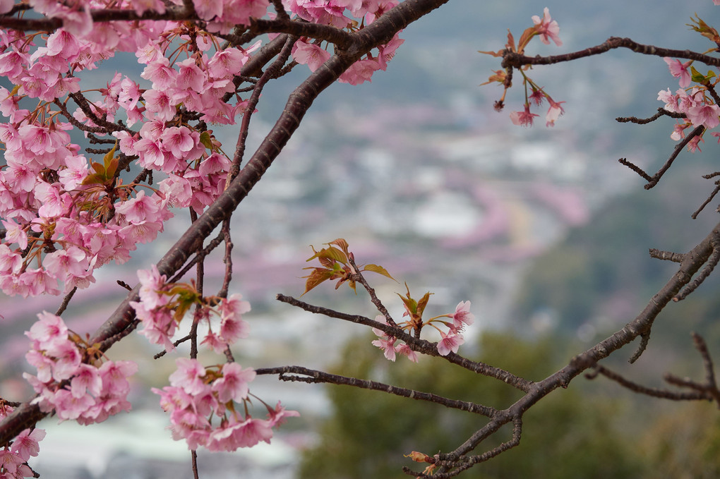 河津桜の花道