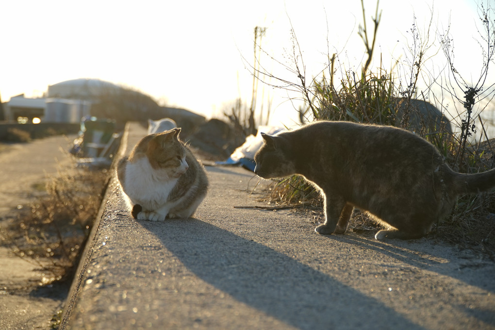 今日はいいことあったかぃ？