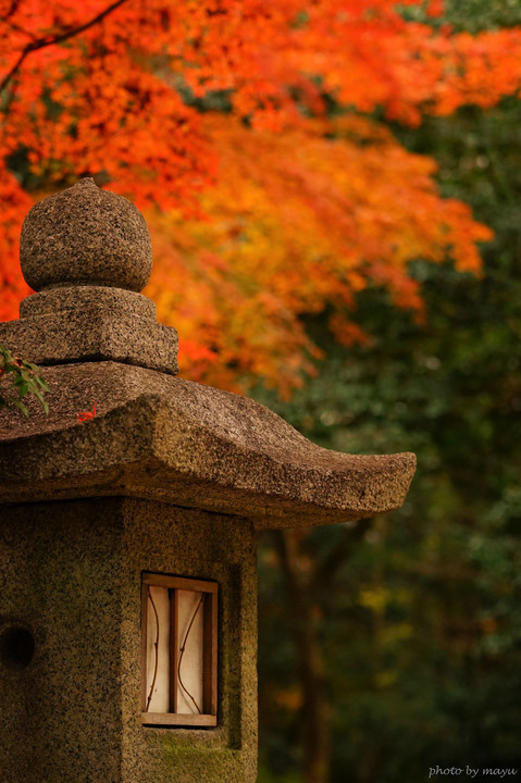 講師と行く ～紅葉を撮りに行こうよぅ～　撮影編　京都下鴨神社