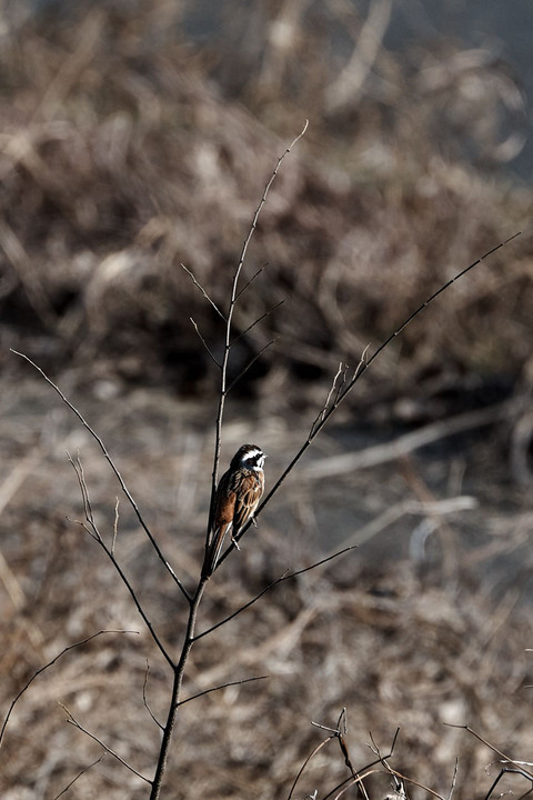 Meadow bunting