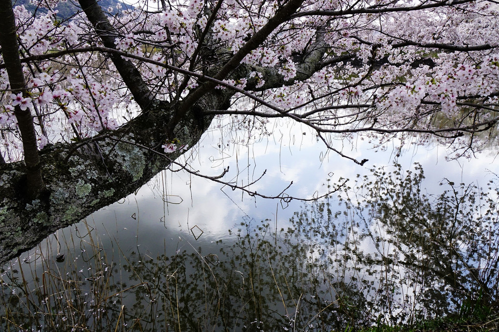 愁いの桜