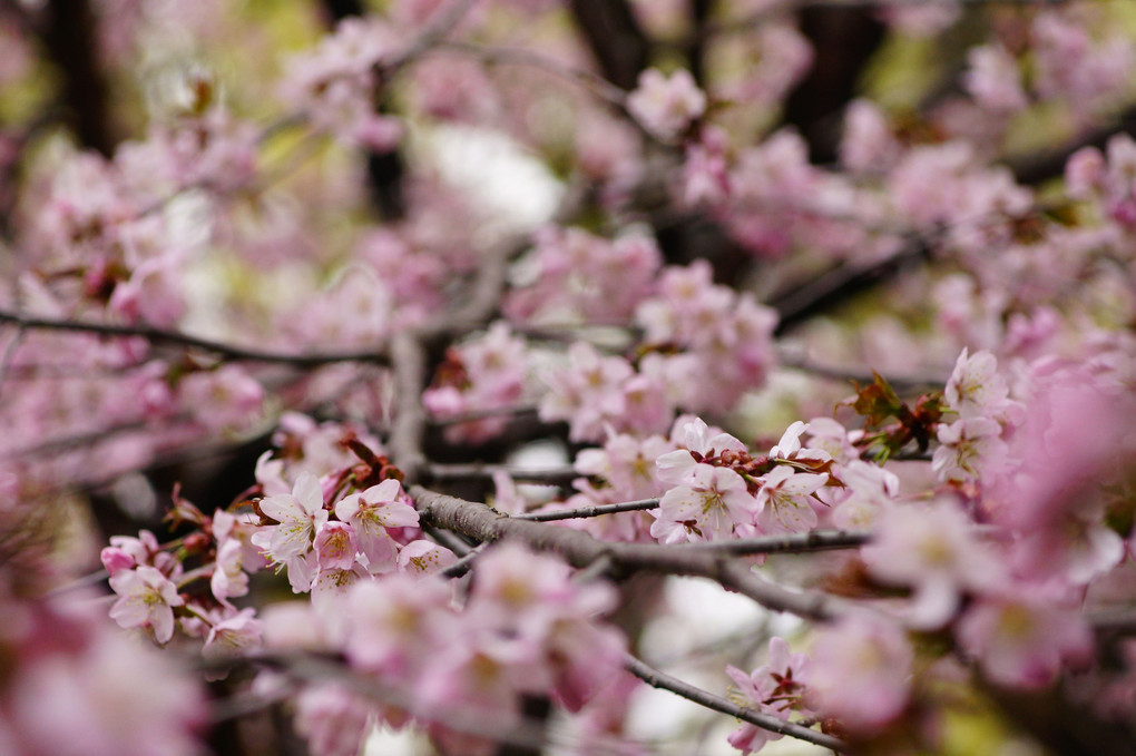 中島公園の桜