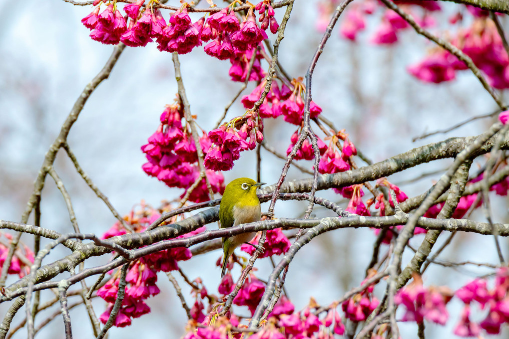 藪の中から春待ち鳥たち