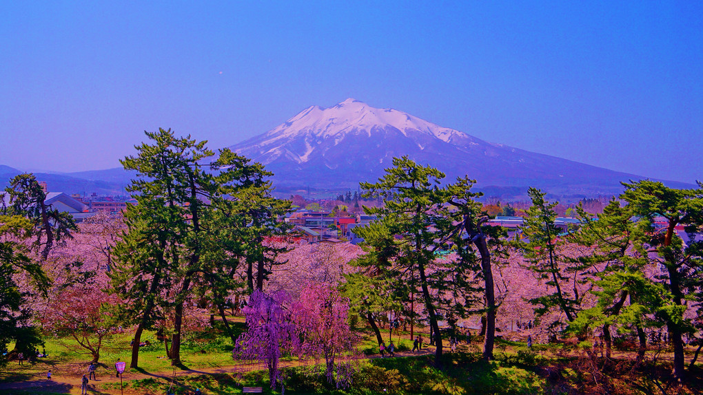 桜の津軽富士
