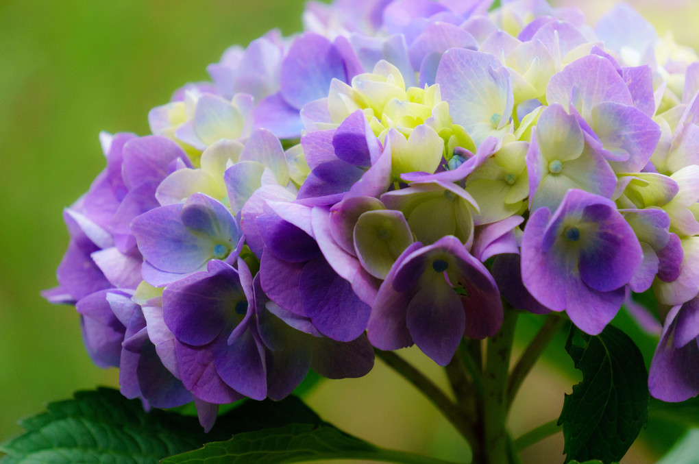 ２０１５年　紫陽花　頼成の森　花しょうぶ祭りにて　