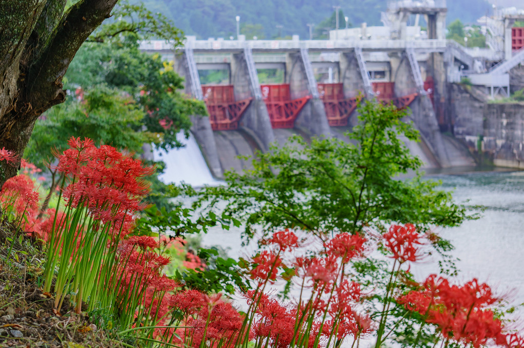 ダム河口に咲く彼岸花　　Amaryllis blooming in dam estu