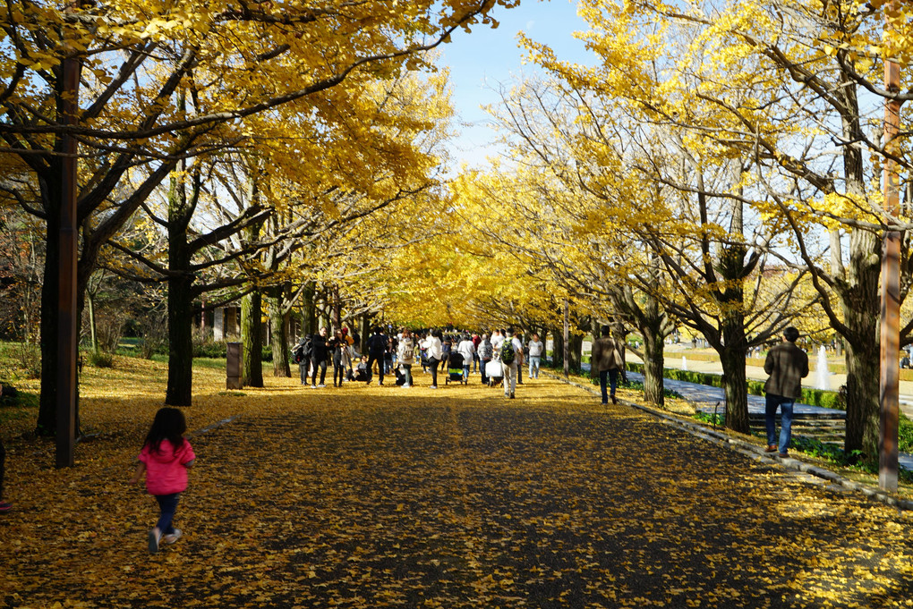 昭和記念公園の黄葉　Ⅱ