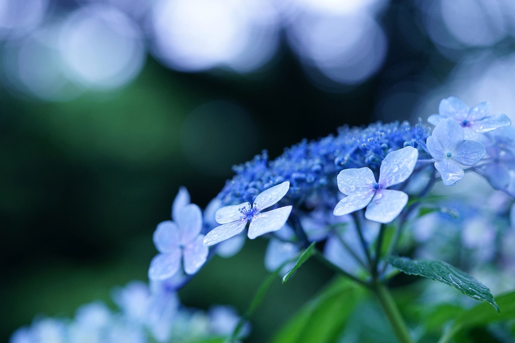 薄めのブルーな紫陽花