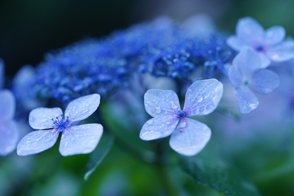 薄めのブルーな紫陽花