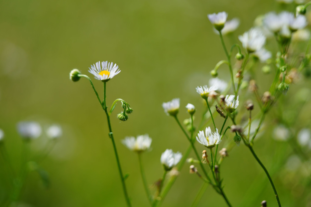 雑草と言う名の花はない