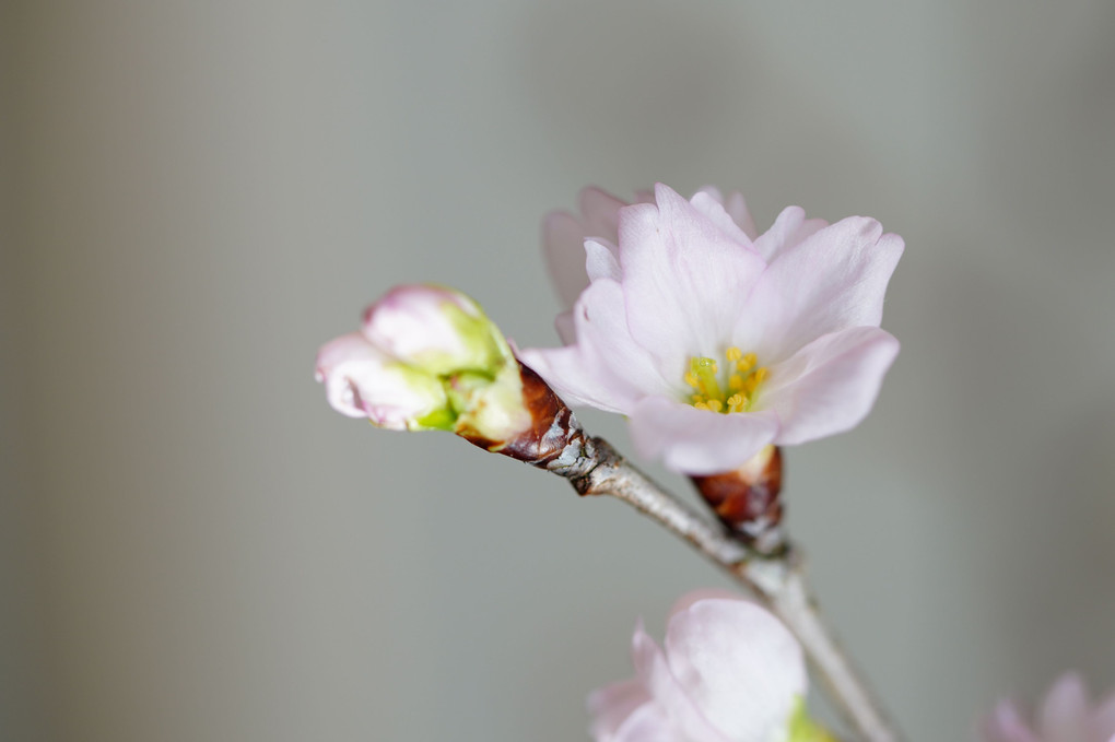 新春の桜
