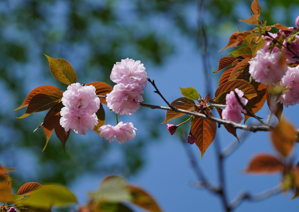 染井吉野から八重桜へ
