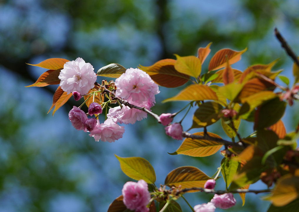 染井吉野から八重桜へ