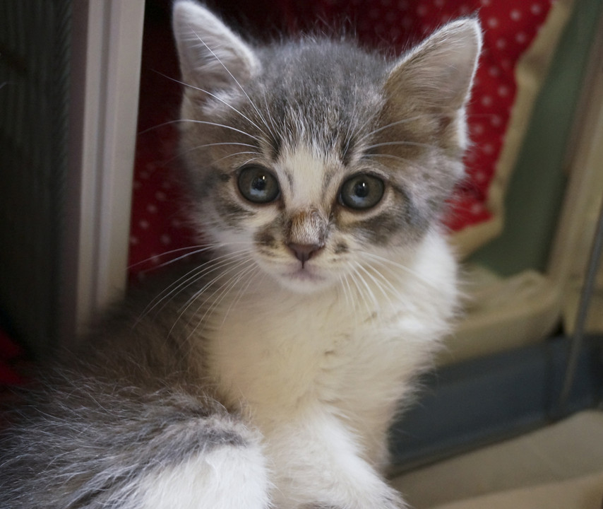 捨て猫ちゃんが飼い猫になった日