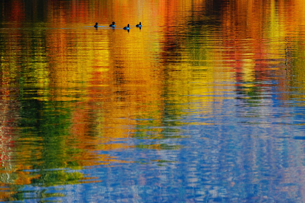 極彩色の湖面