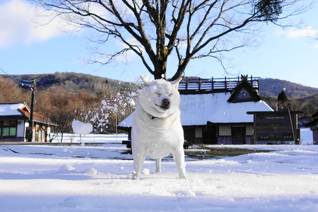 雪合戦！ひどい目に遭ったぜぇ～(≧◇≦)　（笑）By蘭丸(^^♪