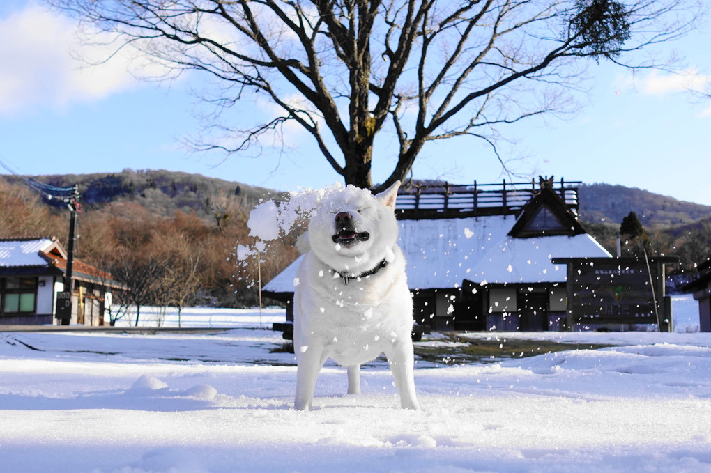 雪合戦！ひどい目に遭ったぜぇ～(≧◇≦)　（笑）By蘭丸(^^♪