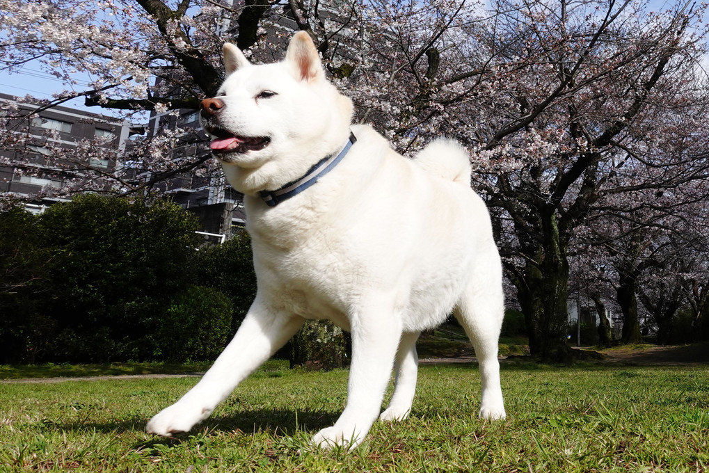 雨上がり朝散歩！桜も咲いて～青空キモチ(*´▽｀*)イイ！By蘭丸(^^♪