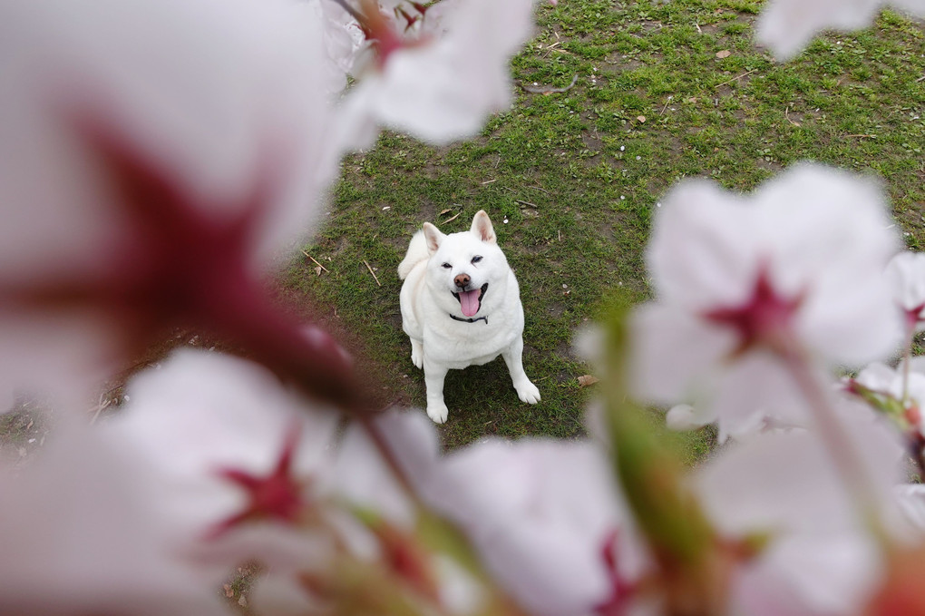 桜も満開！今日から4月～新スタート！元気で頑張りましょうワン！Ｂｙ蘭丸(^^♪