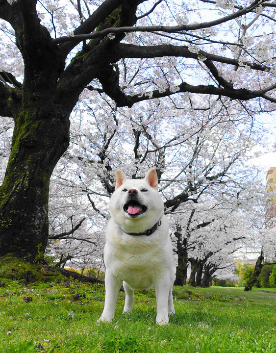 我が公園～桜🌸満開を本日宣言いたしますワン！　By公園管理ワン！蘭丸(^^♪