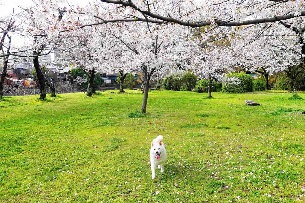 我が公園～桜🌸満開を本日宣言いたしますワン！　By公園管理ワン！蘭丸(^^♪
