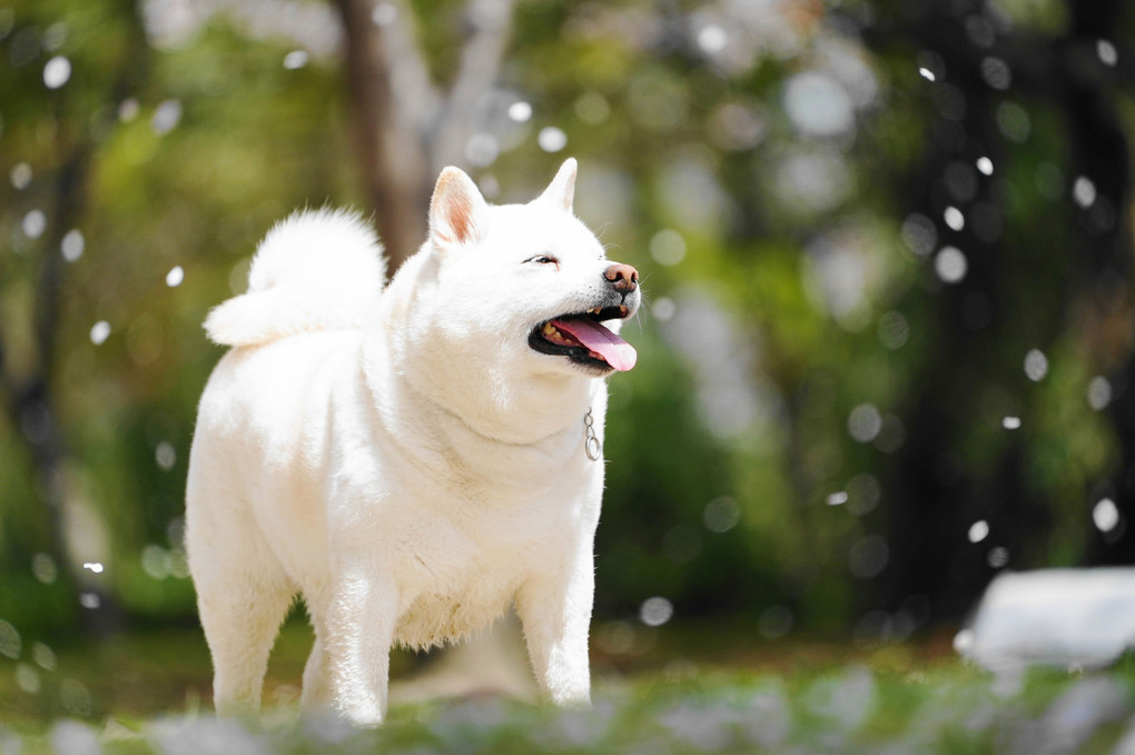 ２０２０　春に降る雪！　By蘭丸(^^♪