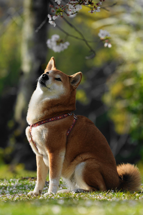 惜春！　Ｂｙなっちゃん(^^♪