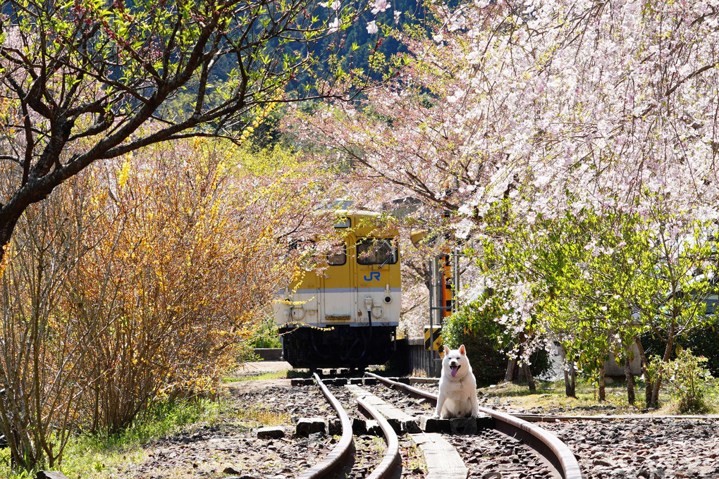 花の駅～安野　葉桜も綺麗だったワン！　(笑）　Ｂｙ蘭丸(^^♪