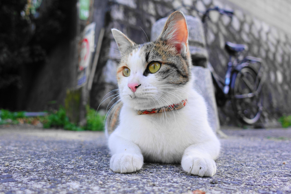 なんだ！なんだ？何やら賑やかニャン！我が公園～By花豆～花ちゃん(^^♪　(笑）