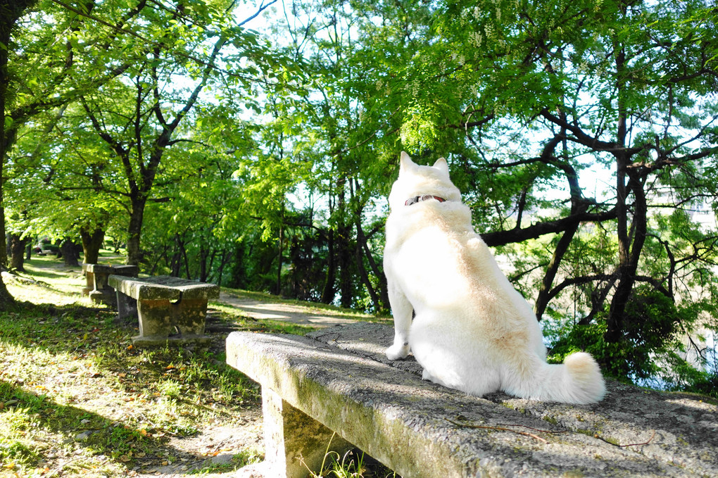 今日も、待ち人来たらずだぜぇ～　(笑）　Ｂｙ忠犬～蘭丸！