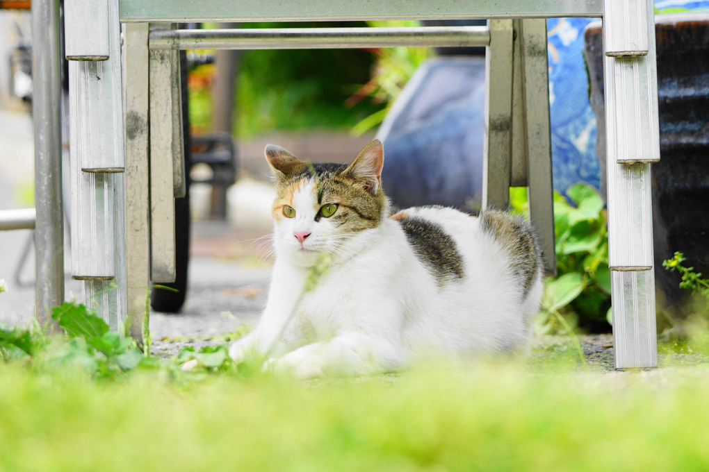 これからの季節～ここは快適ニャン(=^・・^=)！By花豆～花ちゃん(^^♪