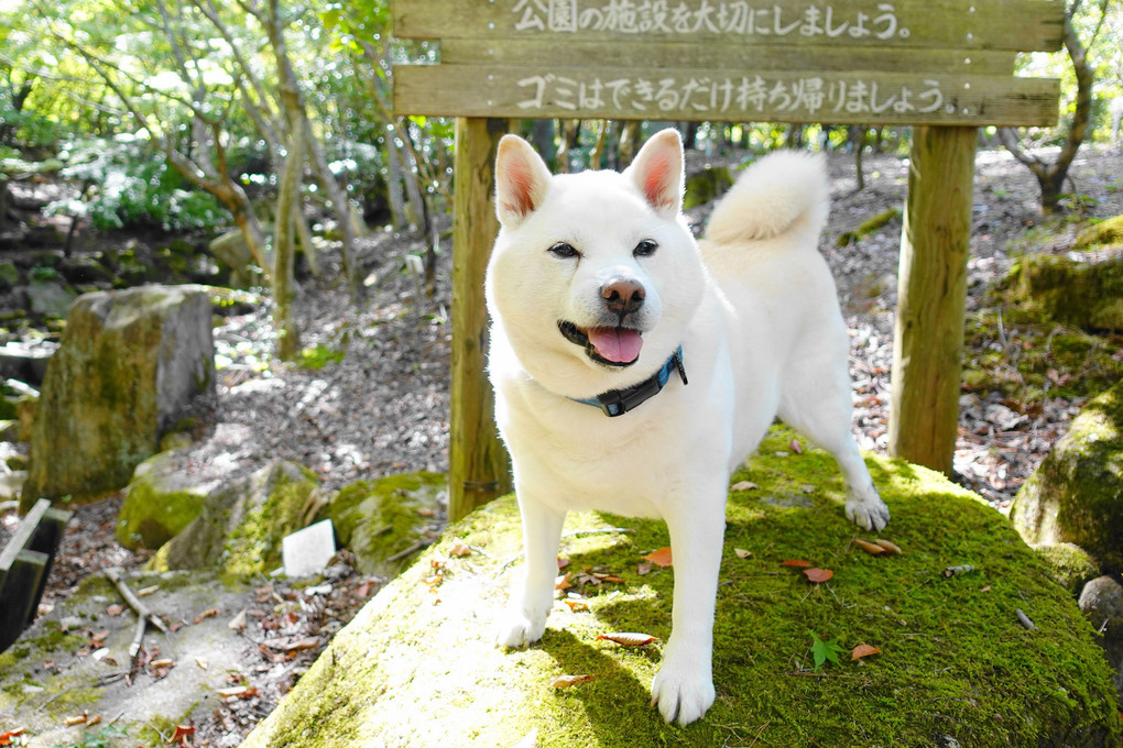 ルール～守って！山歩きを楽しみましょうワン！(*´▽｀*)　Ｂｙ蘭丸(^^♪