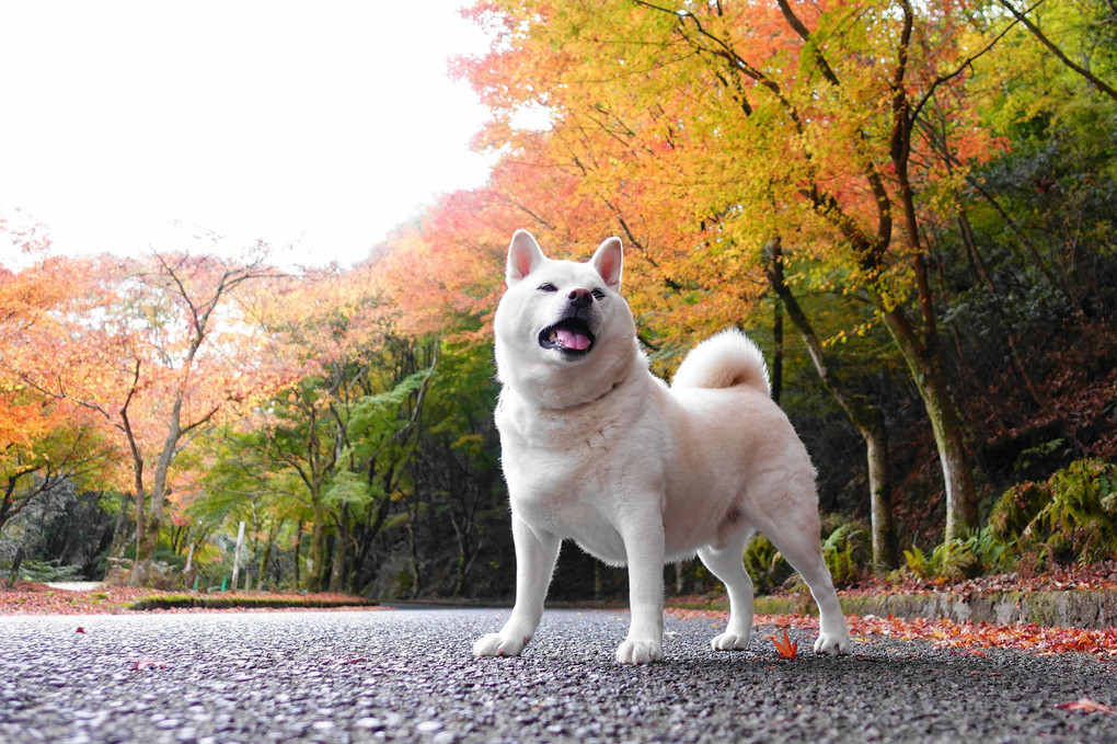 そろそろ～紅葉も見頃だワン！　Ｂｙ蘭丸(^^♪