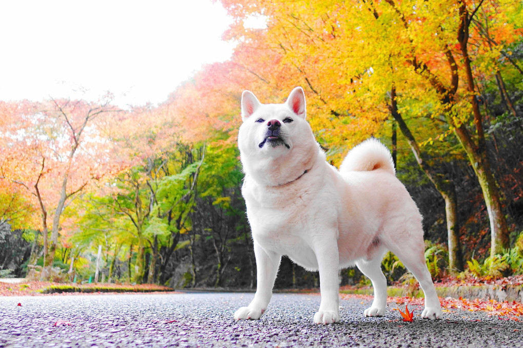 そろそろ～紅葉も見頃だワン！　Ｂｙ蘭丸(^^♪