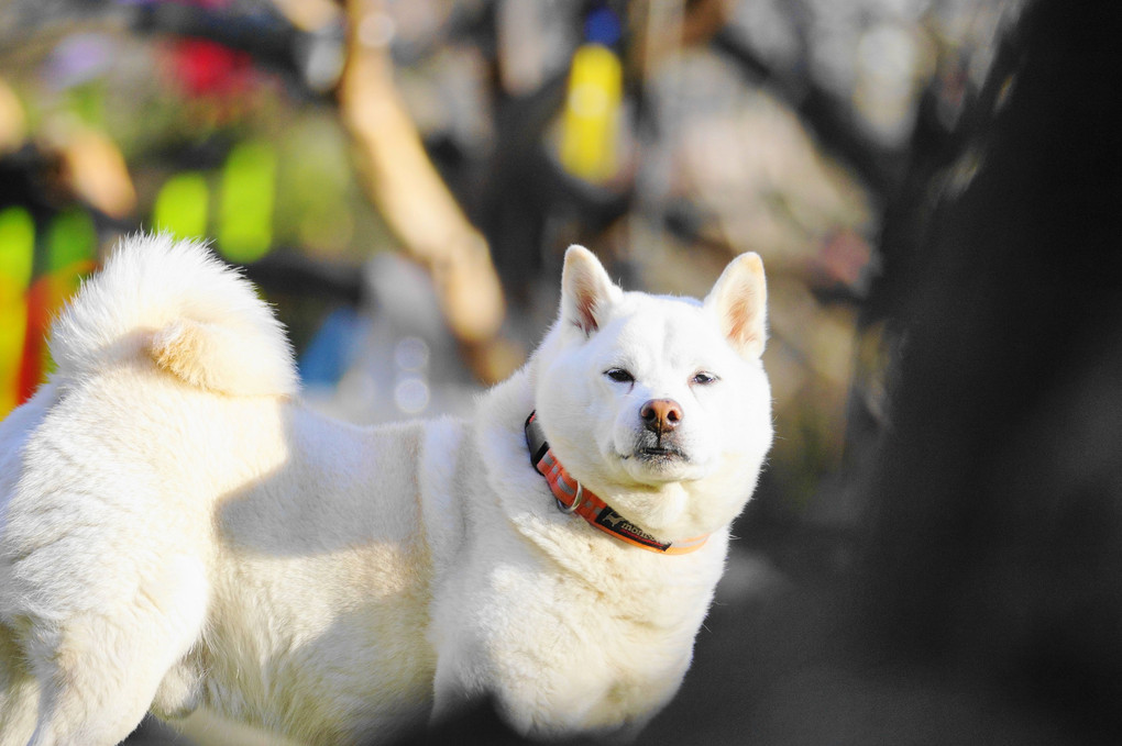 #白柴犬#　犬名 豊の力丸号 犬舎号 黄葉荘　Ｂｙ蘭丸(^^♪