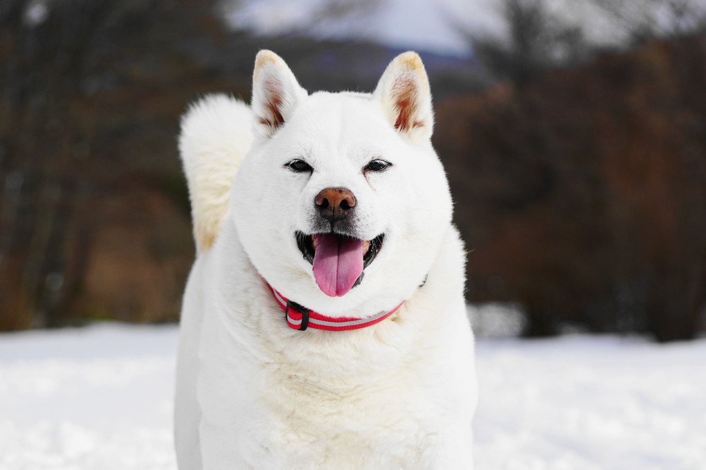 雪国～今年も快走！俺のフィールダー君(#^.^#)　By蘭丸(^_-)-☆