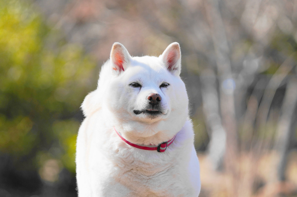 春色♪探し！～里山散策だワン！(#^.^#)　Ｂｙ蘭丸(*´▽｀*)