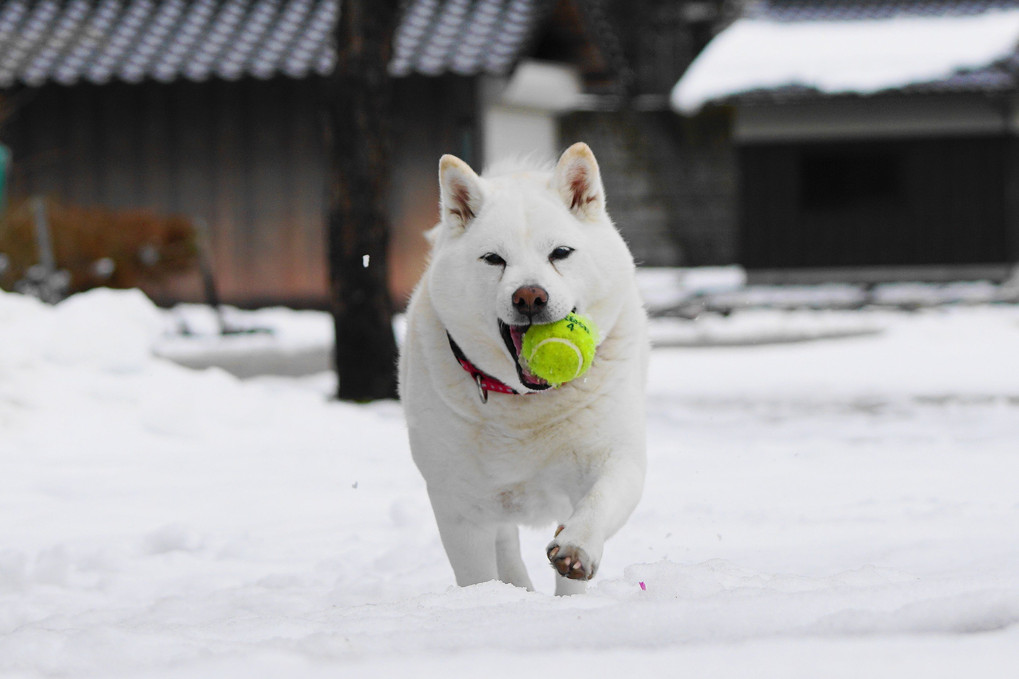 雪国～遠征！やっぱり！ボール遊びは欠かせませんワン！(笑）　Ｂｙ蘭丸(*´▽｀*)