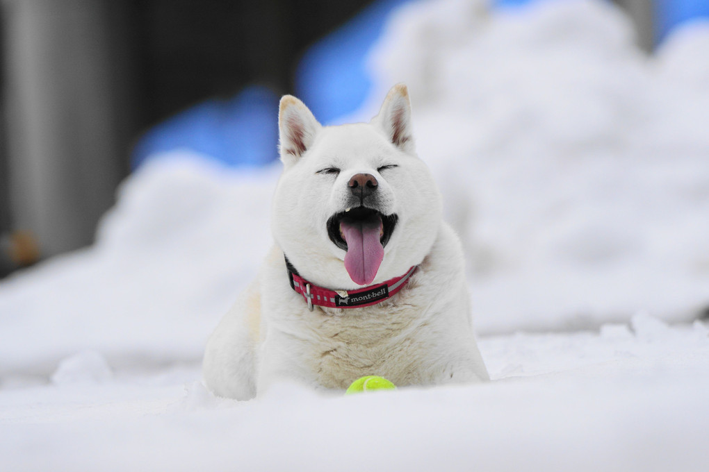 雪国～遠征！やっぱり！ボール遊びは欠かせませんワン！(笑）　Ｂｙ蘭丸(*´▽｀*)