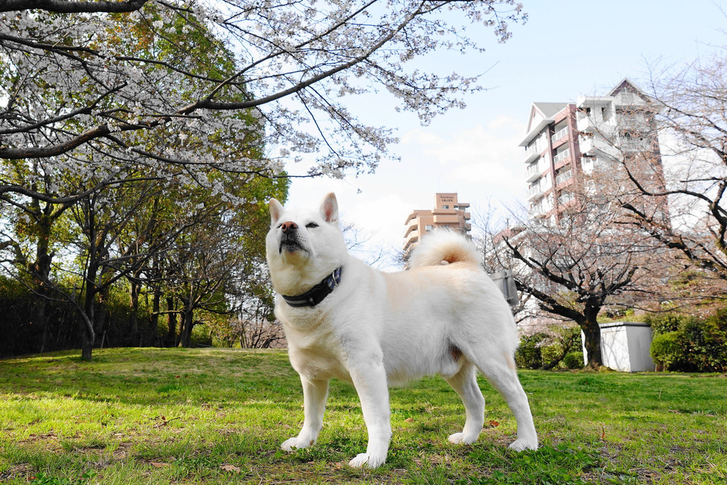 蘭丸桜だより～本日は寒の戻り！3部咲きだワン！(*´▽｀*)　Ｂｙ蘭丸(#^.^#)