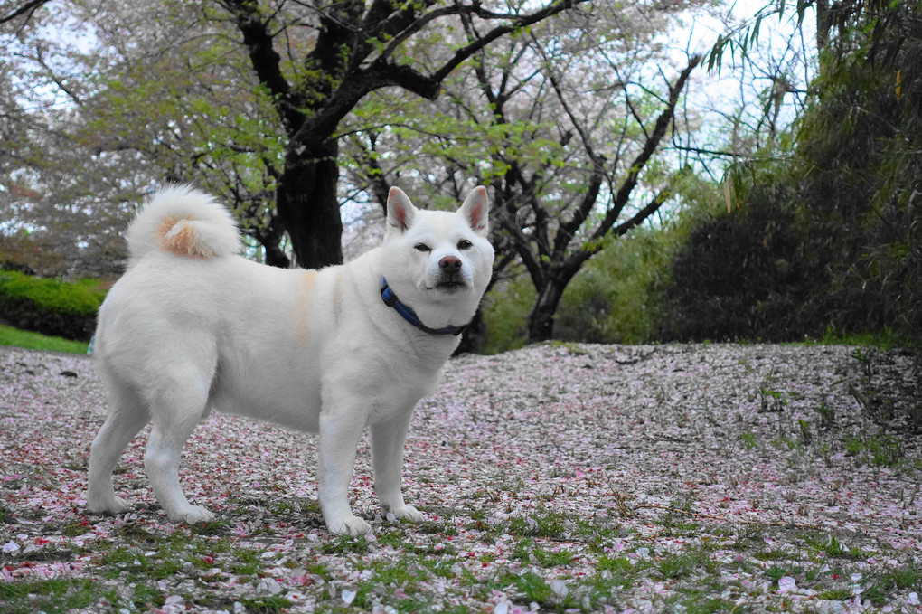 惜春～春のうつろい！　Ｂｙ蘭丸(≧▽≦)