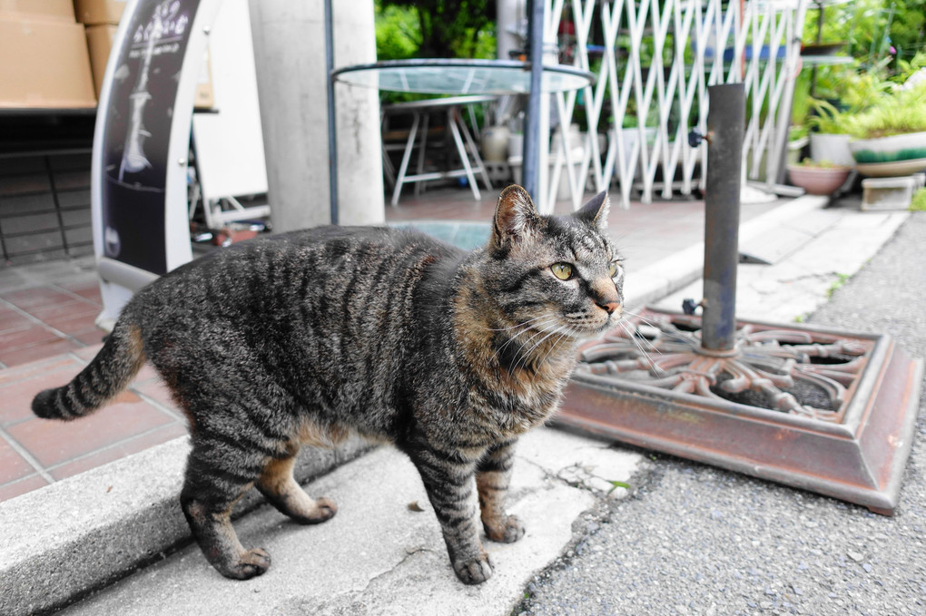 あしたは、晴れるかニャン(=^・^=)！　Byクロちゃん(^^♪