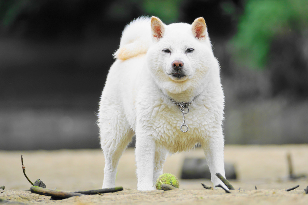 今日から7月＼(^o^)／　梅雨明けが待てない！　Ｂｙ蘭丸(#^.^#)