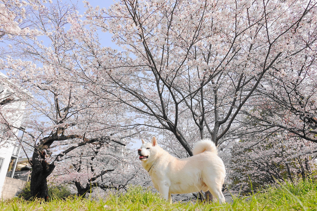 桜の季節の・・・忘れ物～　　　　ｂｙ蘭丸