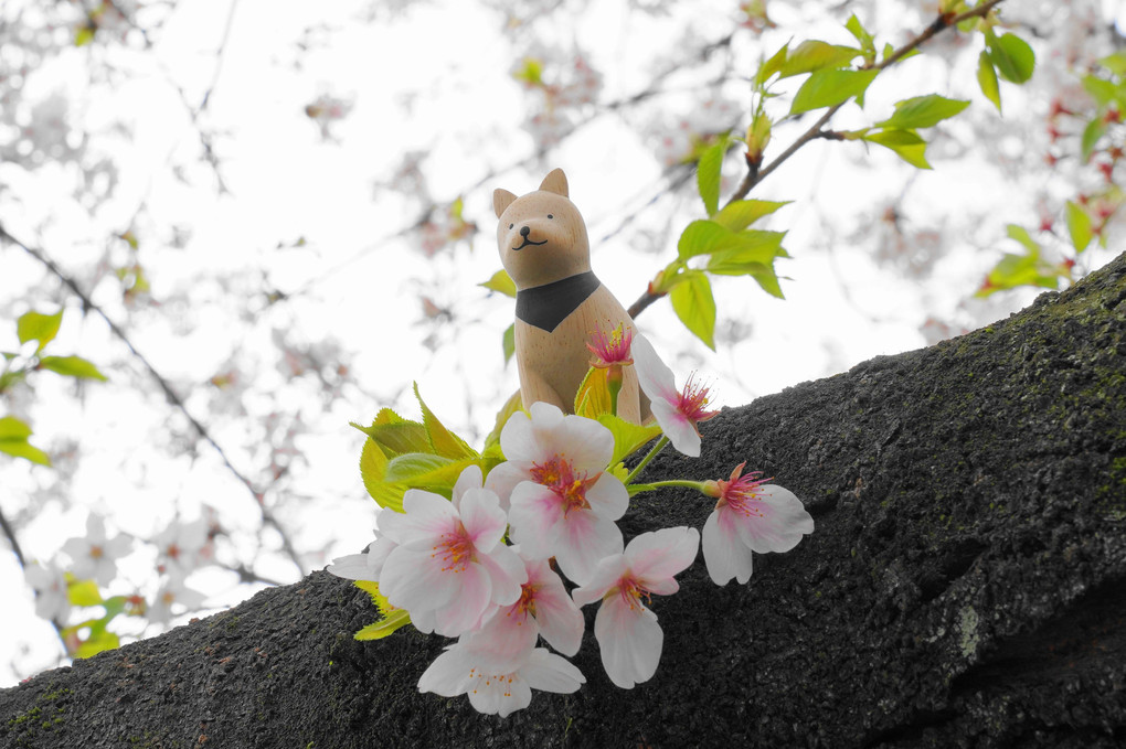 桜の季節の・・・忘れ物～　　　　ｂｙ蘭丸